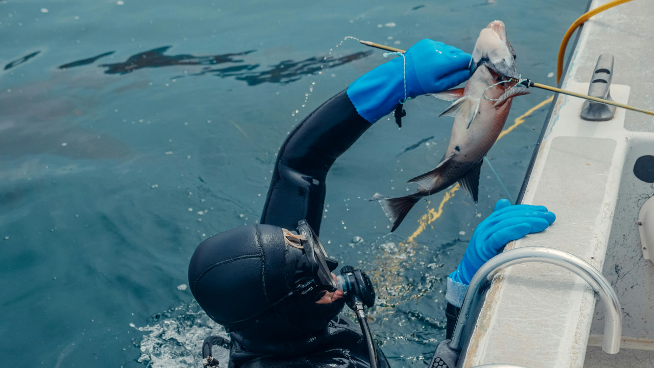 Scuba diver holding a speared fish while climbing back onto a boat