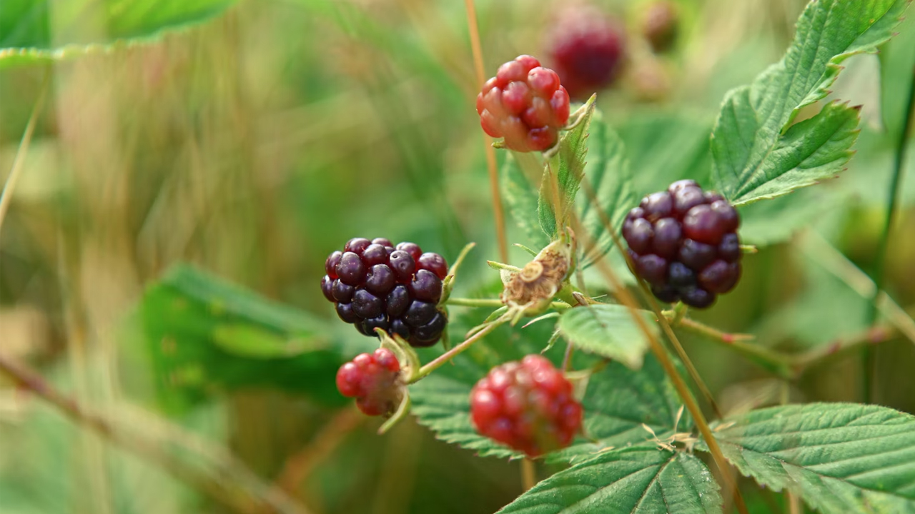 12 Ways to Identify Edible Plants in the Wild