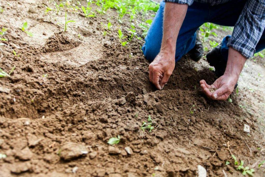 Person kneeling on soil while planting seeds in shallow rows, surrounded by young green sprouts
